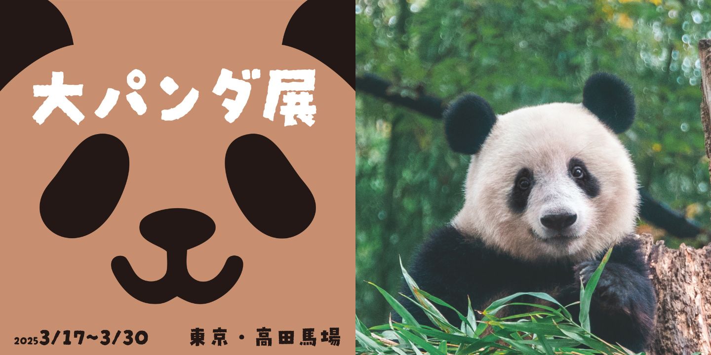 大パンダ展リリース用